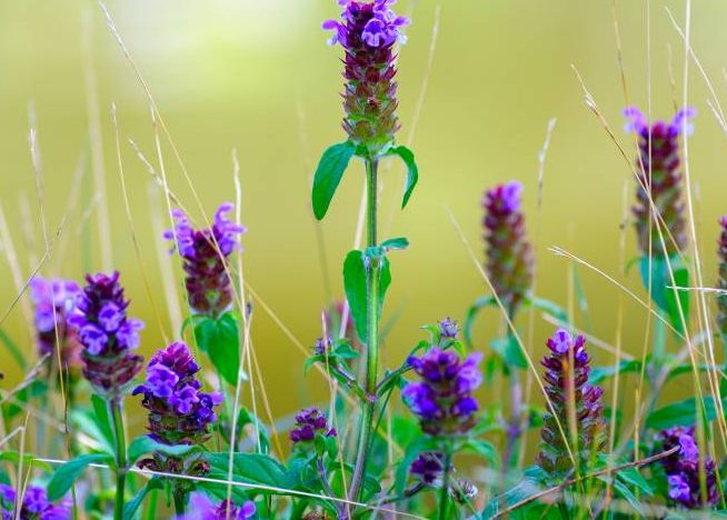 Die Kleine Braunelle ist „Blume des Jahres 2023“