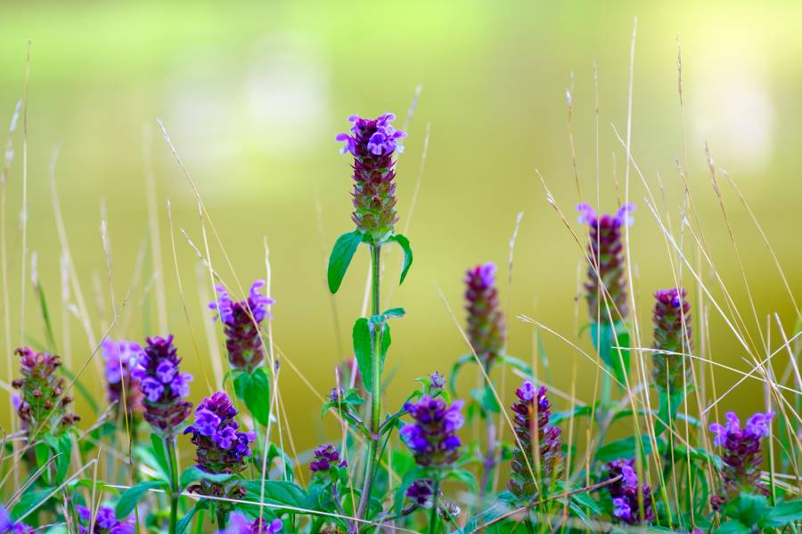 Die Kleine Braunelle ist Blume des Jahres 2023. Sie wächst in Wiesen, Weiden, Rasen und an Wegrändern (Foto: Julian Denstorf)