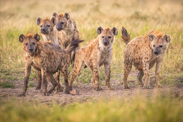 Hyänen (Symbolbild: iStock/Dennis Stogsdill)