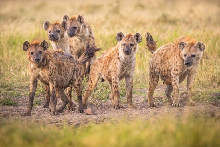Studie zu Sozialverhalten gruppenlebender Tiere