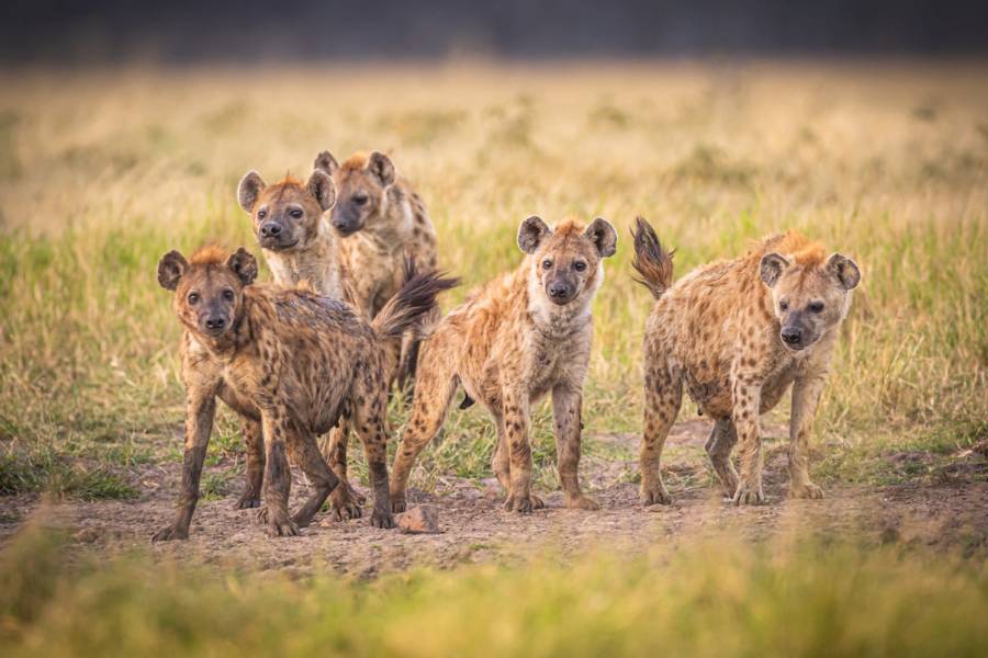 Hyänen (Symbolbild: iStock/Dennis Stogsdill)