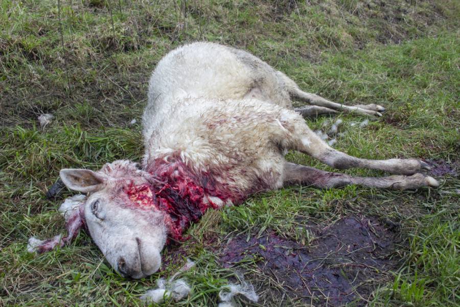 Mit einem wolfstypischen Kehlbiss getötetes Schaf. (Symbolbild: Manuel Fil Ordieres Garcia)