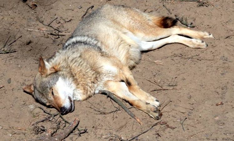 Wolf im Landkreis Cuxhaven illegal geschossen