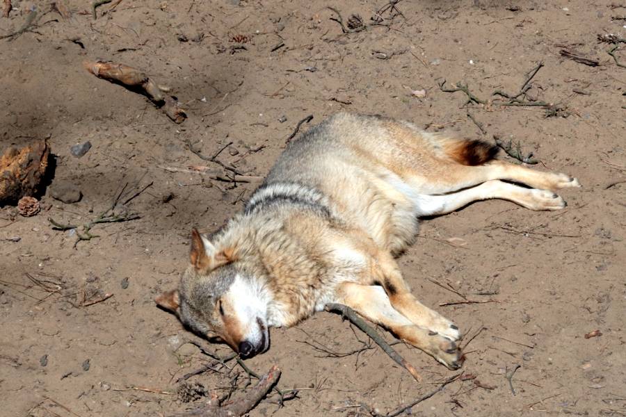 Ein liegender Wolf. (Symbolbild: iStock/Dmitri Zelenevski)