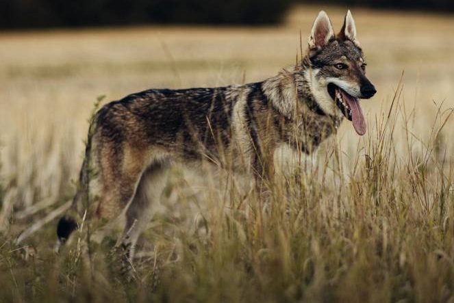 Tschechoslowakischer Wolfhund auf einem Feld. (Beispielbild: Alisa Telyatnikova)