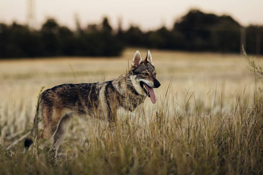 Tschechoslowakischer Wolfhund auf einem Feld. (Beispielbild: Alisa Telyatnikova)