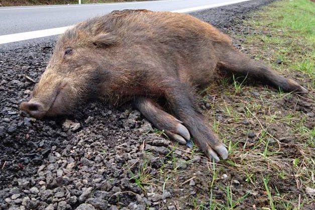 Unfallgefahr durch Wildwechsel