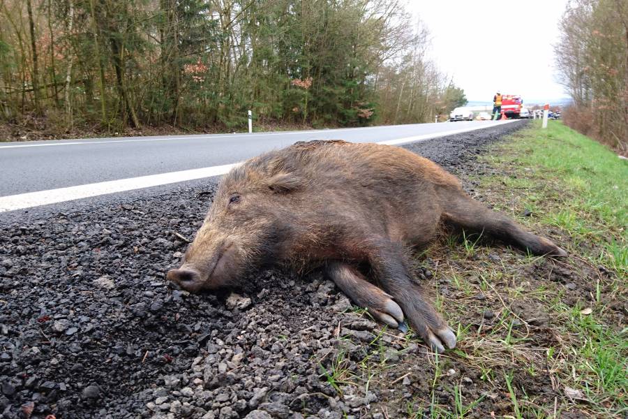 Toter Frischling am Straßenrand. (Symbolbild. iStock/Pete_Flyer)