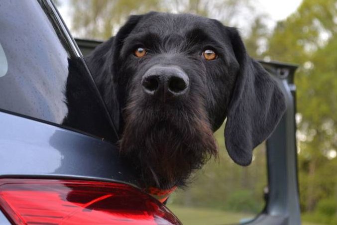 Welthundetag: Jagdhunde sind Hunde mit Beruf