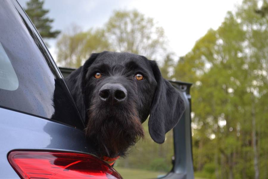 Der LJVB hat über 4000 geprüfte Jagdhunde registriert, davon sind knapp 70 bereits ausgebildete Kadaversuchhunde. (Quelle: Hamann/LJVB)