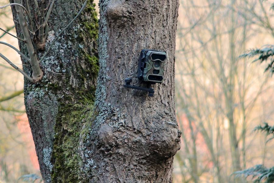 Wildkamera an einem Baum. (Symbolbild: HarryStuber)