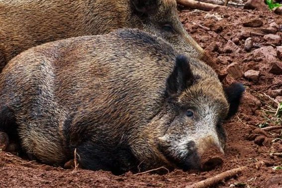 Wird die Afrikanische Schweinepest auch durch Futtermittel übertragen?