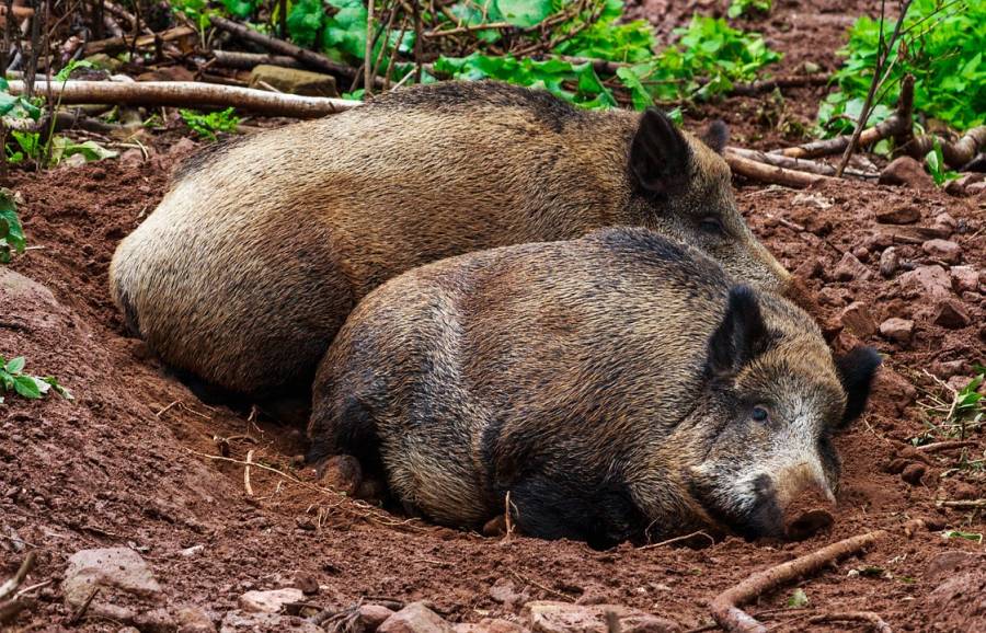 Zwei ruhende Wildschweine im Tageseinstand. (Symbolbild: Tommy_Rau)