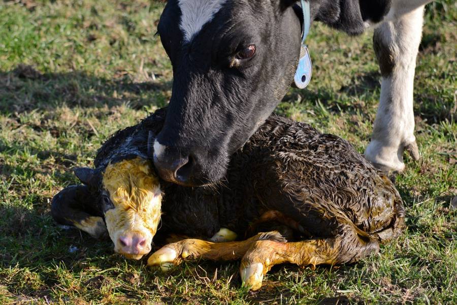 Totes neugeborenes Kalb im Landkreis Lörrach aufgefunden