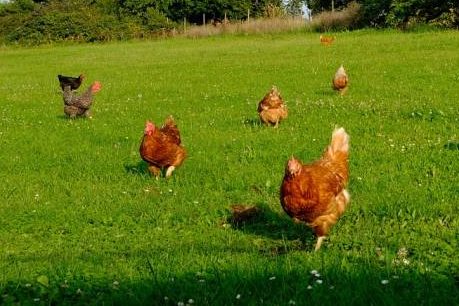 Neue Fälle der Vogelgrippe im Kreis Gütersloh und Münster