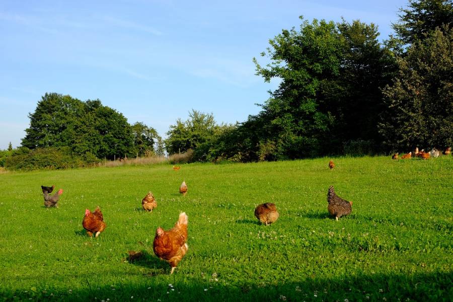 Hühner in Freilandhaltung. (Symbolbild: Holger Schué)