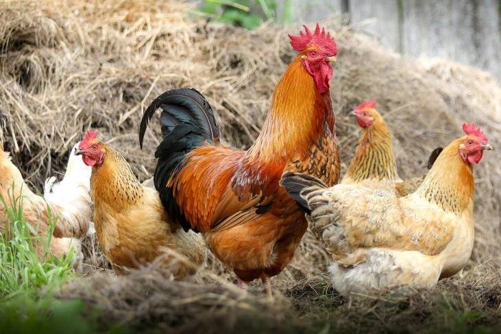 Erneuter Ausbruch der Geflügelpest in NRW