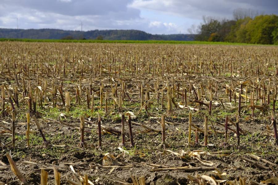 Ein abgeerntetes Maisfeld. (Symbolbild: Bruno/Germany)