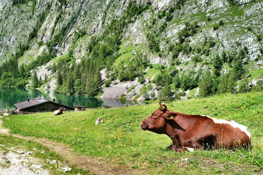 Kühe auf einer Hochgebirgs-Alm an einem Bergsee in Bayern. (Symbolbild: André Beer)