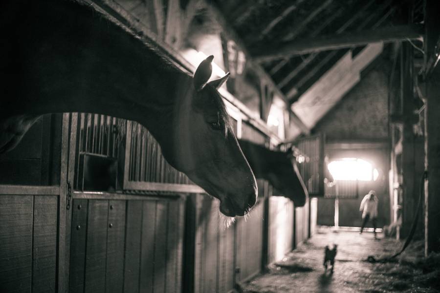 Tierquäler verletzt zehn Pferde auf Reiterhof