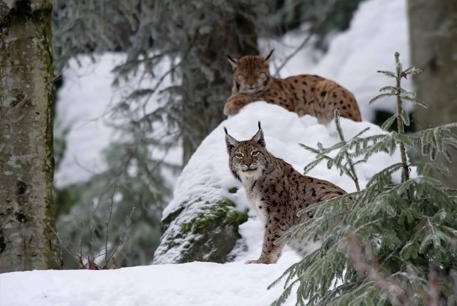 Stellungnahme zum Luchs-Projekt RELynx