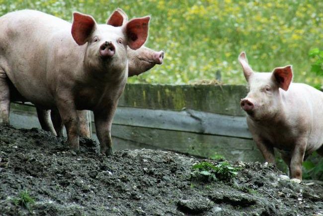 Niedersachsen zieht Bilanz nach ASP-Ausbruch