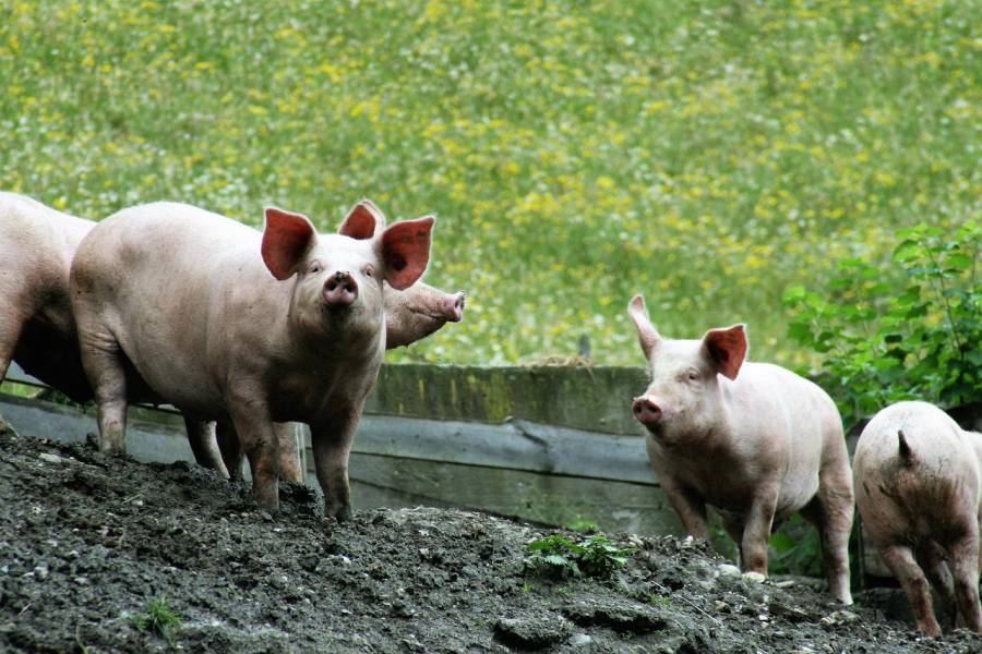 Schweine im Freien. (Symbolbild: Walter Bieck)