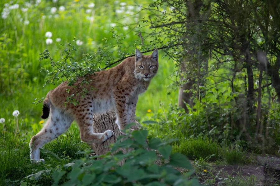 Ein Luchs. (Symbolbild: Jo Stolp)