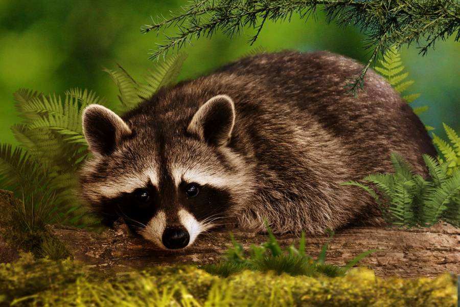 Ein Waschbär. (Symbolbild: icg_digitalart)
