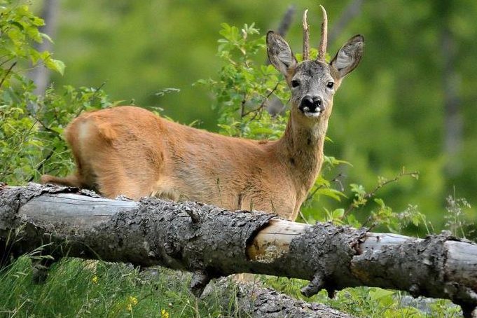 Wildbret-Zeit im Herbst – gesund, nachhaltig, lecker