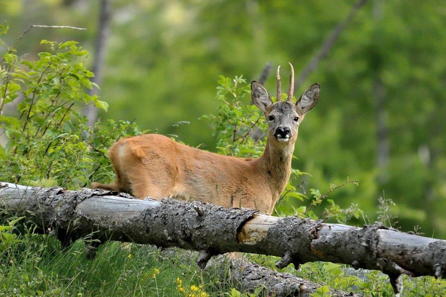 Rehbock im Wald (Symbolbild: SilvanoCosta)