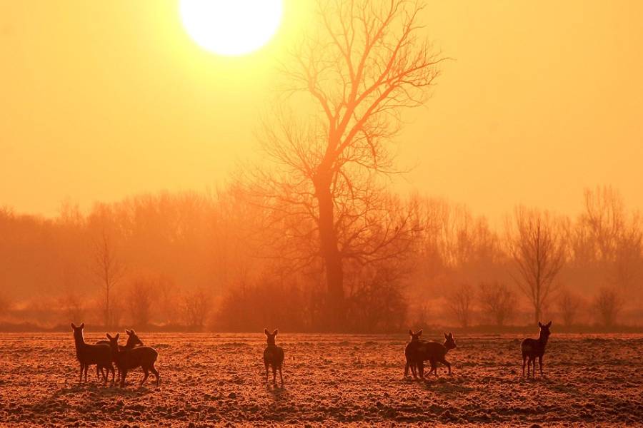 Ein Sprung Rehe bei Sonnenaufgang. (Symbolbild: Hans Benn)