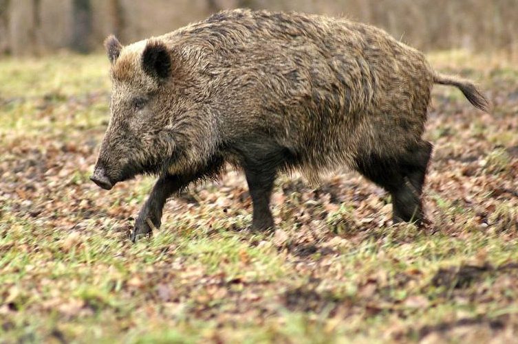 50% mehr Wildschweine, 40% mehr Waschbären