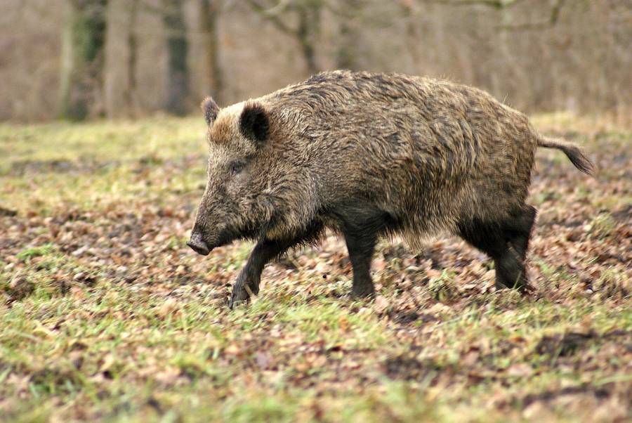 Ein ziehendes Wildschwein. (Symbolbild: PublicDomainPictures)