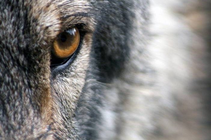 Der Wolf als AfD-Wahlhelfer