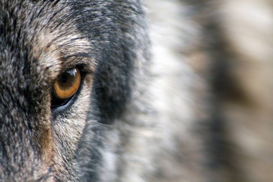 Auge in Auge mit einem Wolf. (Symbolbild: Sandra Petersen)