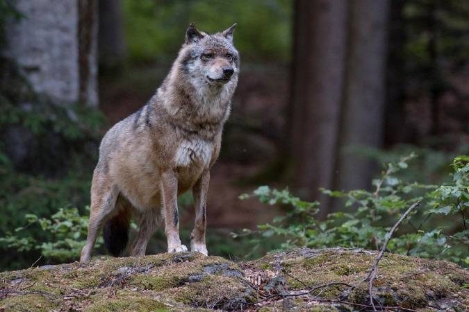 Wolf auf einem Felsen im Wald. (Symbolbild: Eszter Miller)