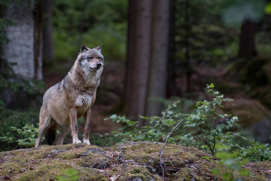 Wolf auf einem Felsen im Wald. (Symbolbild: Eszter Miller)
