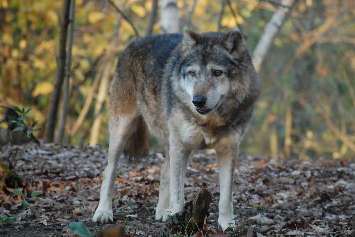 Tote Schafe im Landkreis Eichstätt