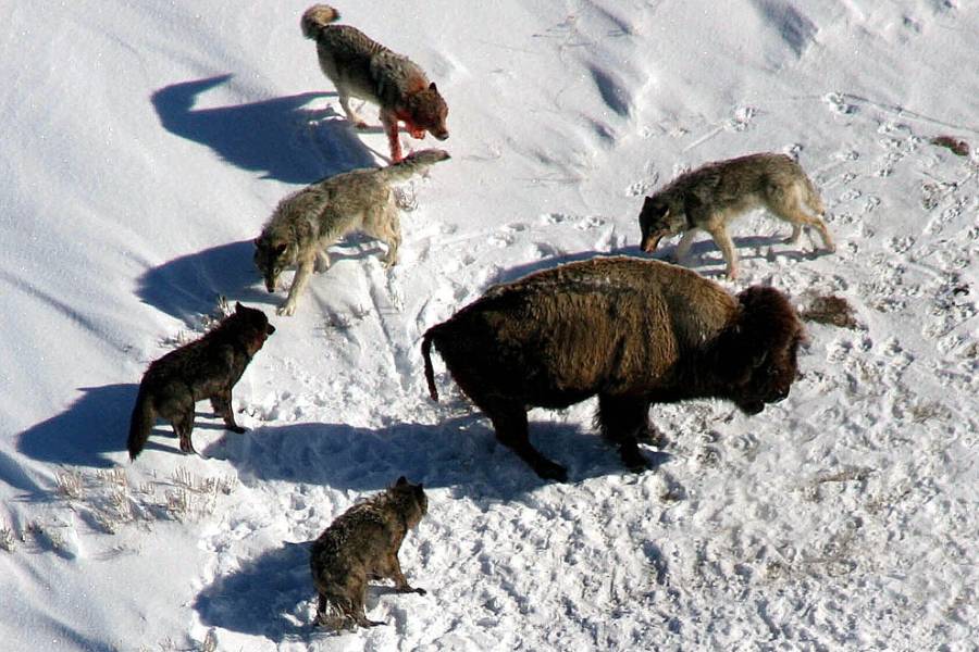 Graue und schwarze Wölfe umkreisen ein Bison im Yellowstone Nationalpark. (Symbolbild: David Mark)