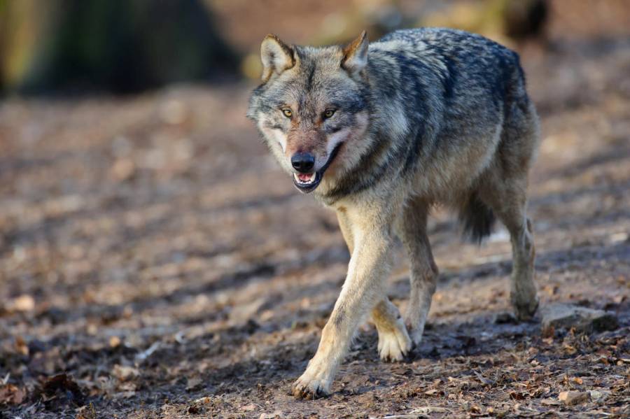 DJV: Herabstufung des Schutzstatus für den Wolf ist notwendig