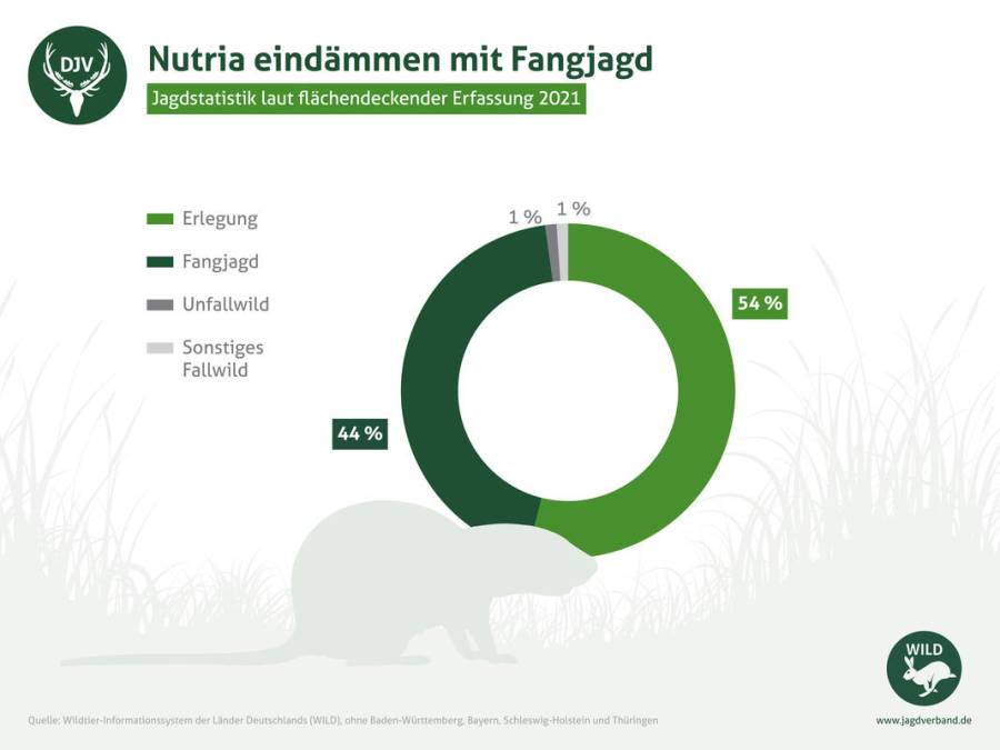Nutria-Vorkommen in deutschen Jagdrevieren seit 2015 verdoppelt. (Quelle: DJV)