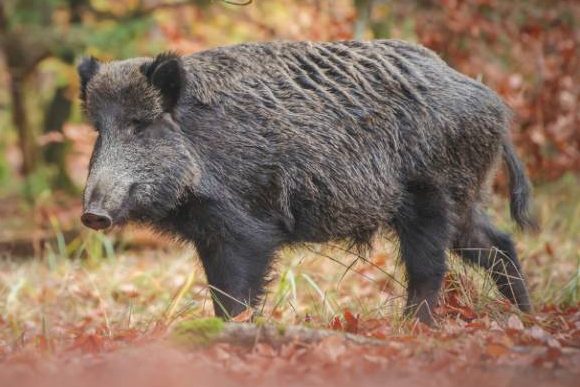 Jagdstatistik: Schlussfolgerungen des MLUK teilweise nicht nachvollziehbar