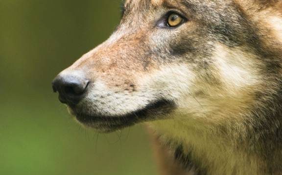 Ein Wolf (Symbolbild: © F. Richter / LfULG)