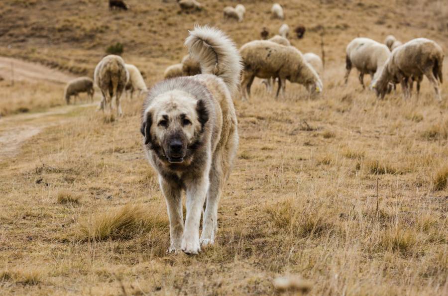 Herdenschutzhund bei einer Schafherde (Symbolbild: iStock/MajaArgakijeva)