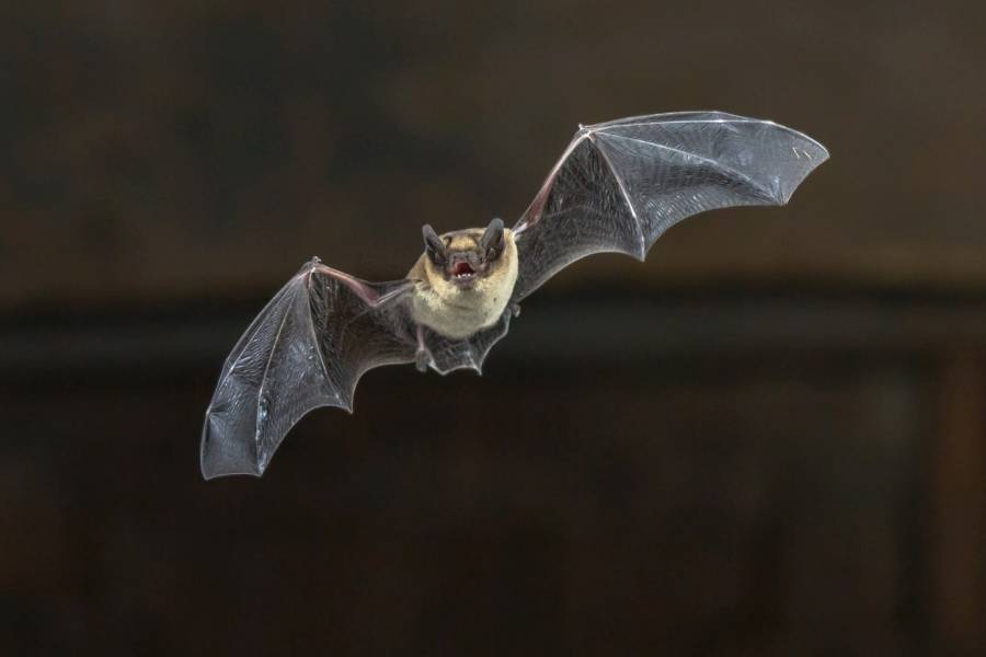 Eine Zwergfledermaus im Flug. (Symbolbild: iStock/CreativeNature_nl)