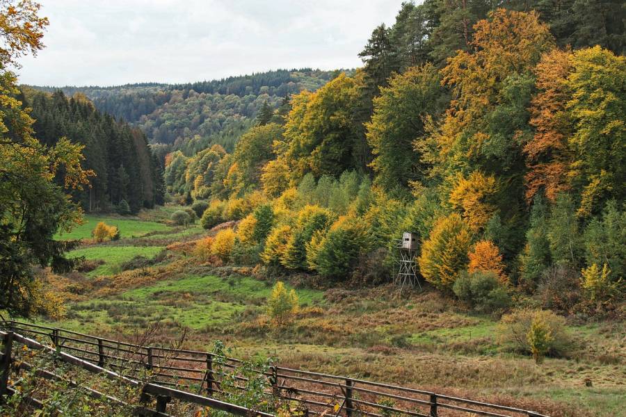 Mischwald mit Hochsitz und Grünfläche im Herbst. (Symbolbild: Ralf Ruppert)