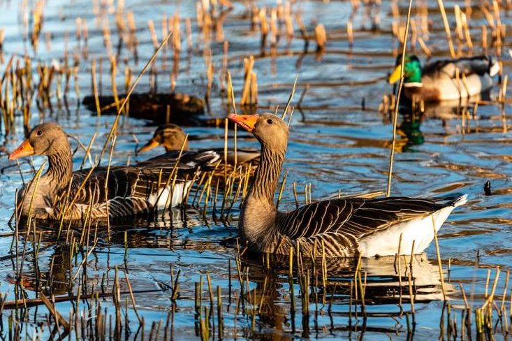 Geflügelpest: Hohes Risiko für Ausbreitung bei Wildvögeln und Übertragung auf Geflügel