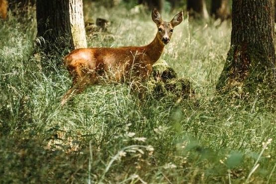 Waldbesitzerverband Brandenburg e.V. ruft zum lösungsorientierten Dialog auf