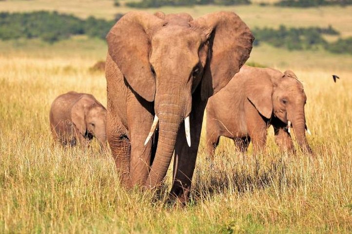 Afrikanische Elefanten (Symbolbild: Pexels)